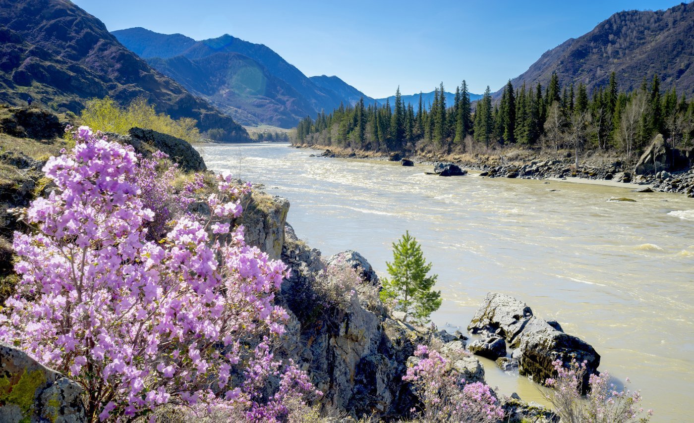 Цветение багульника на алтае фото