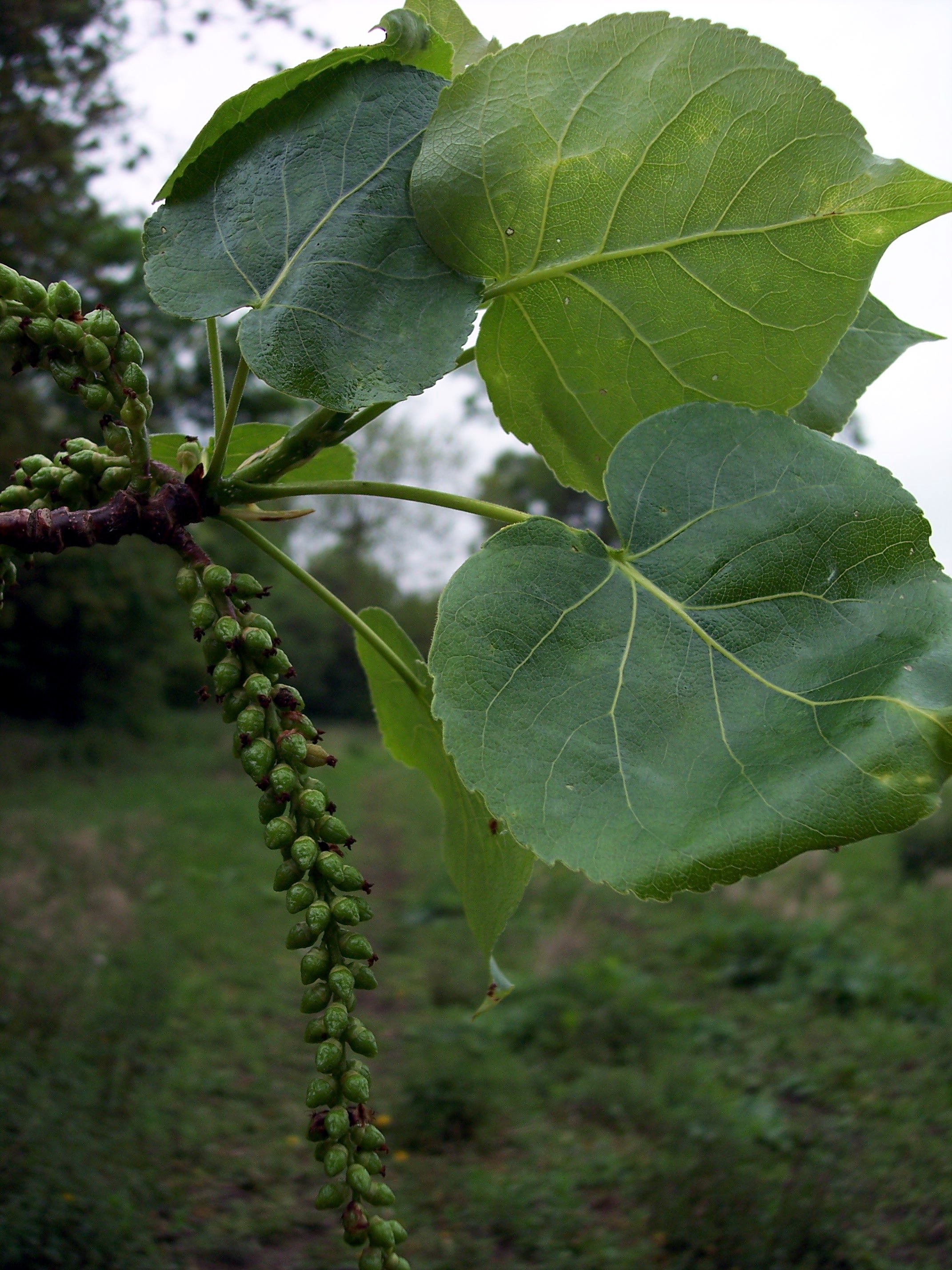 Осокорь. Тополь черный (Populus nigra). Тополь черный осокорь. Тополь черный осокорь листья. Тополь черный, осокорь – Populus nigra.