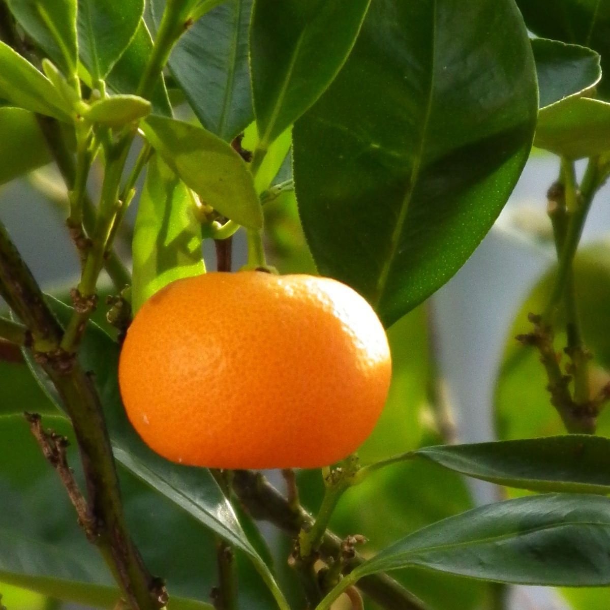 Growing orange. Грейпфрутовое дерево. Цитрус Лаймкват Юстис. Мандарин уншиу дерево. Грейпфрут Абхазия.