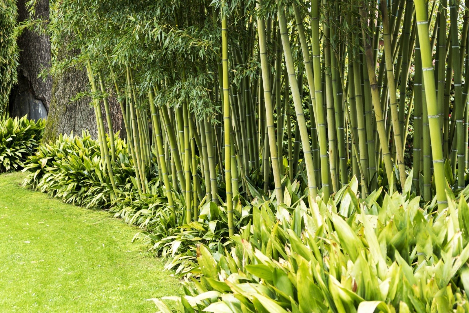 Бамбук растение. Phyllostachys bissetii. Бамбук Phyllostachys bissetii. Киотский Ботанический сад бамбуковый сад. Bambusa arundinacea саженец.