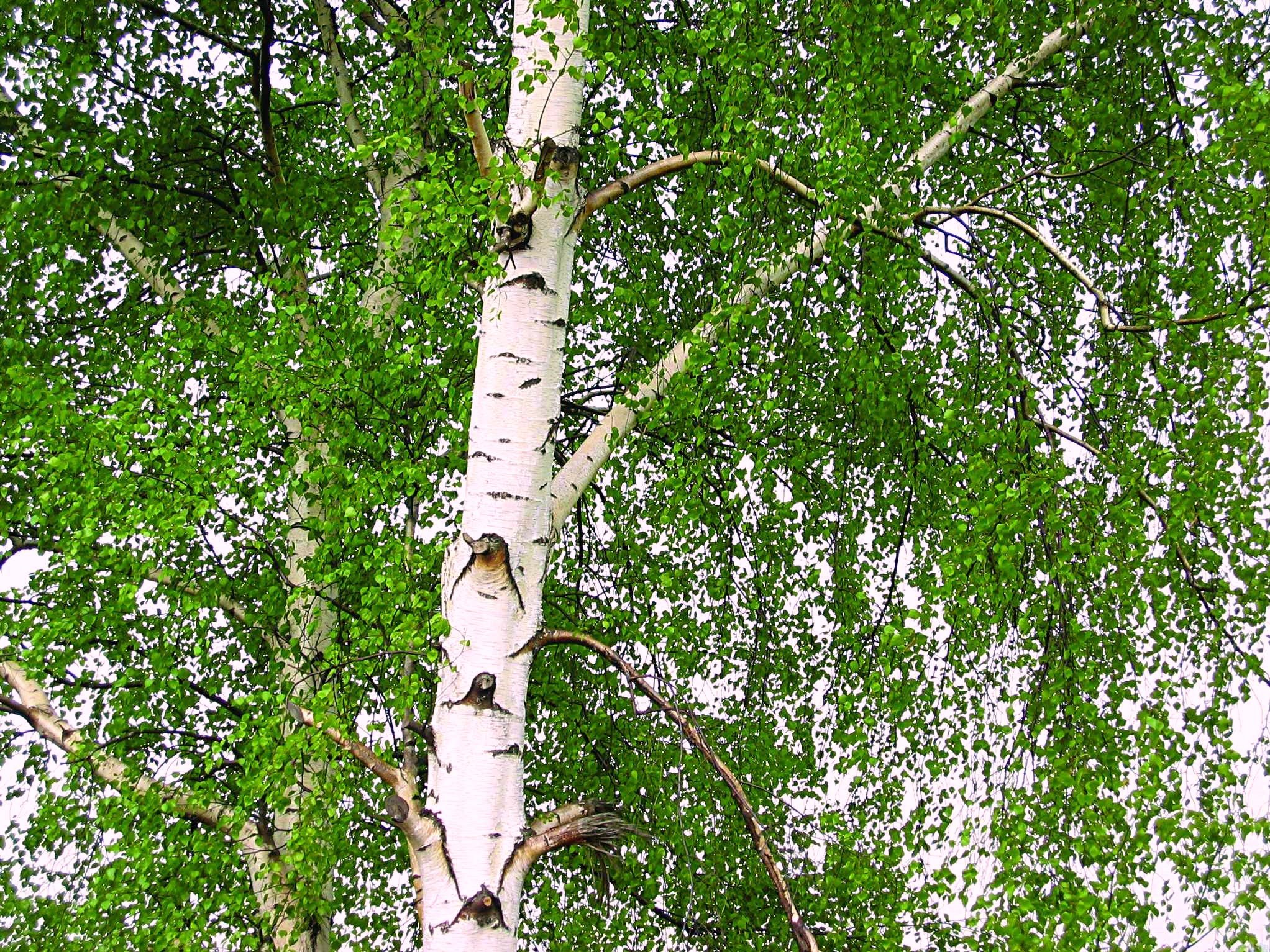 Самое низкое дерево береза. Береза обыкновенная (Betula Alba). Береза бородавчатая. Betula pubescens ствол. Береза Hoseri.