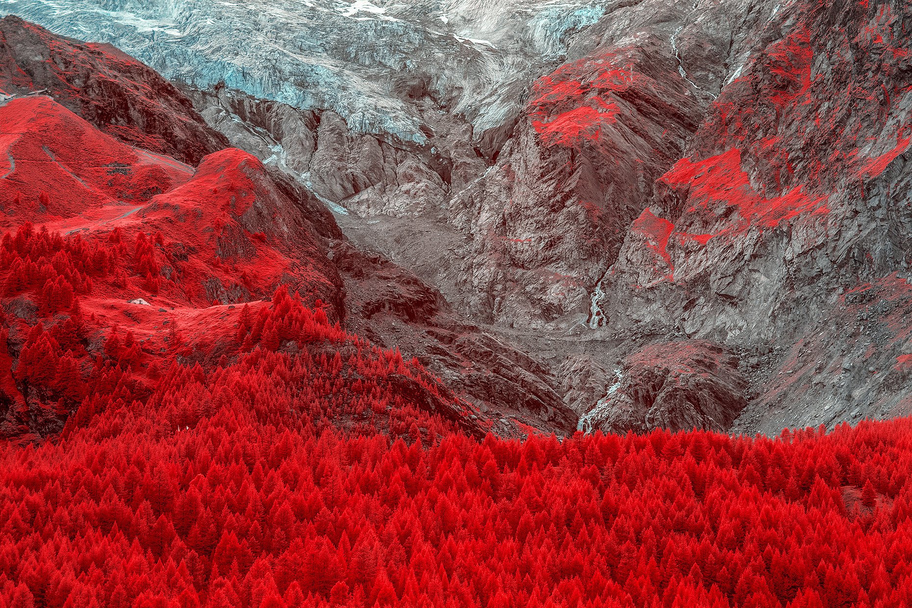 Красная снежка. Красный снег хламидомонада. Красный снег в горах. Кровавые горы. Красный снег природное явление.