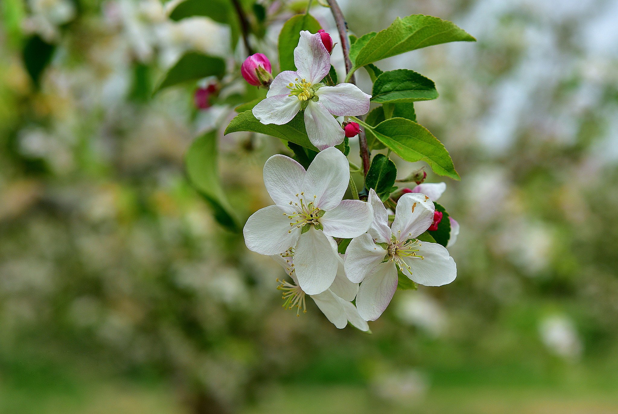 Цветение яблони фото. Цветет яблоня Пинк Роуз. Яблоня Сиверса цветет весной. Яблоня Сиверса.