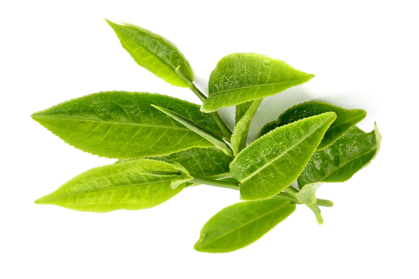 Чайная листва. Чайный лист. Зеленый чай листья. Чайные листочки. Зеленый чай листовой.