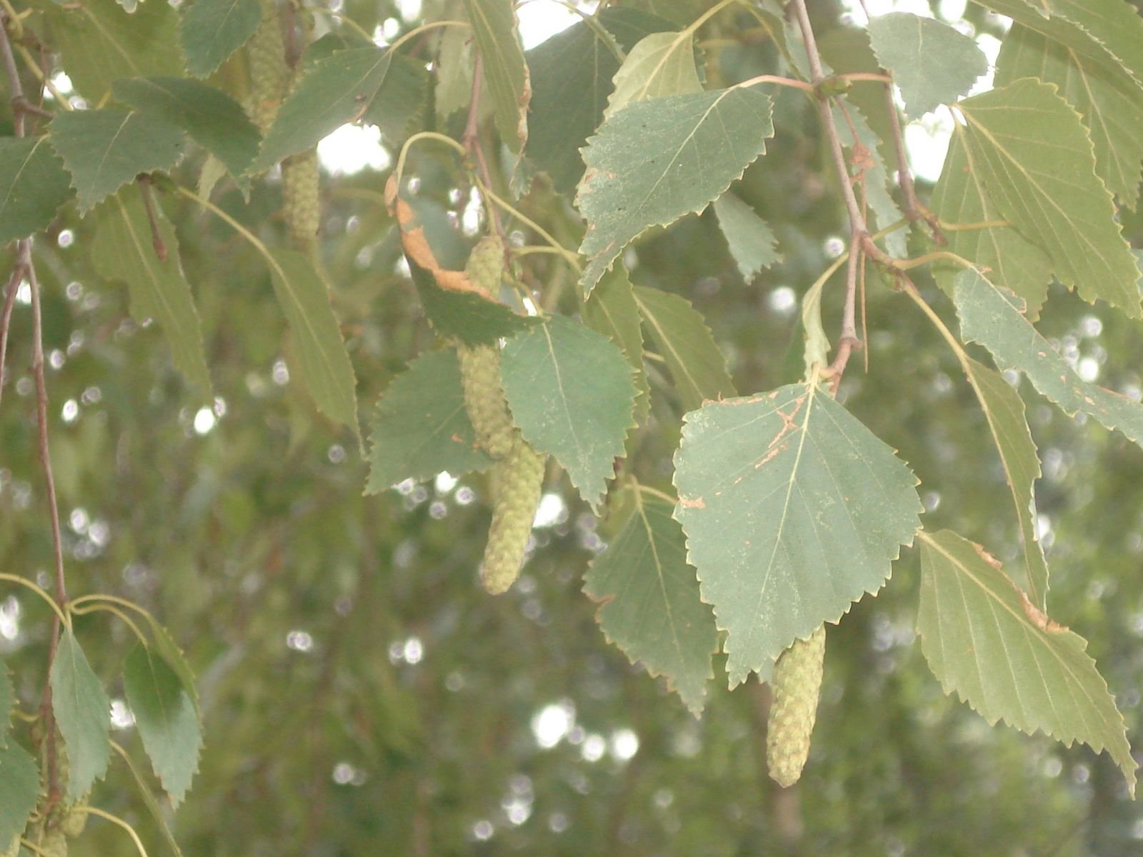 Береза плосколистная Betula platyphylla