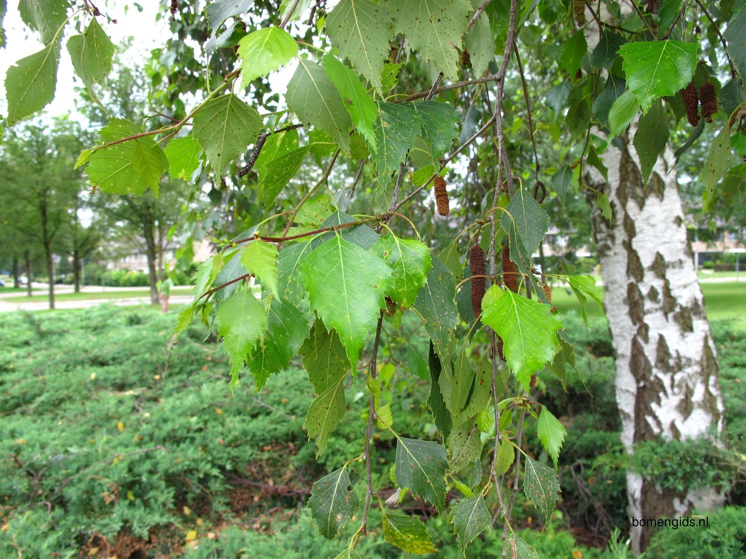 Береза плосколистная Betula platyphylla