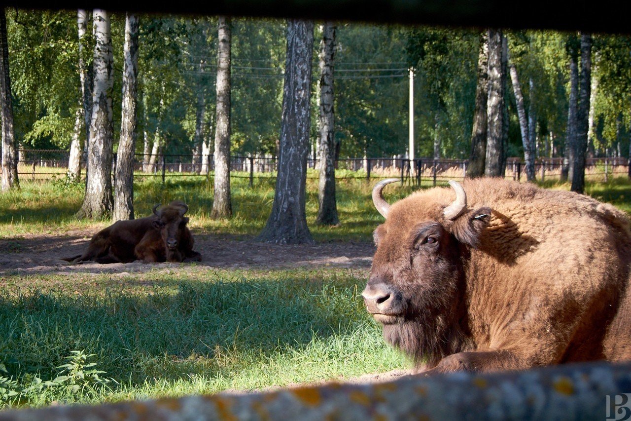 Рязанский заказник фото