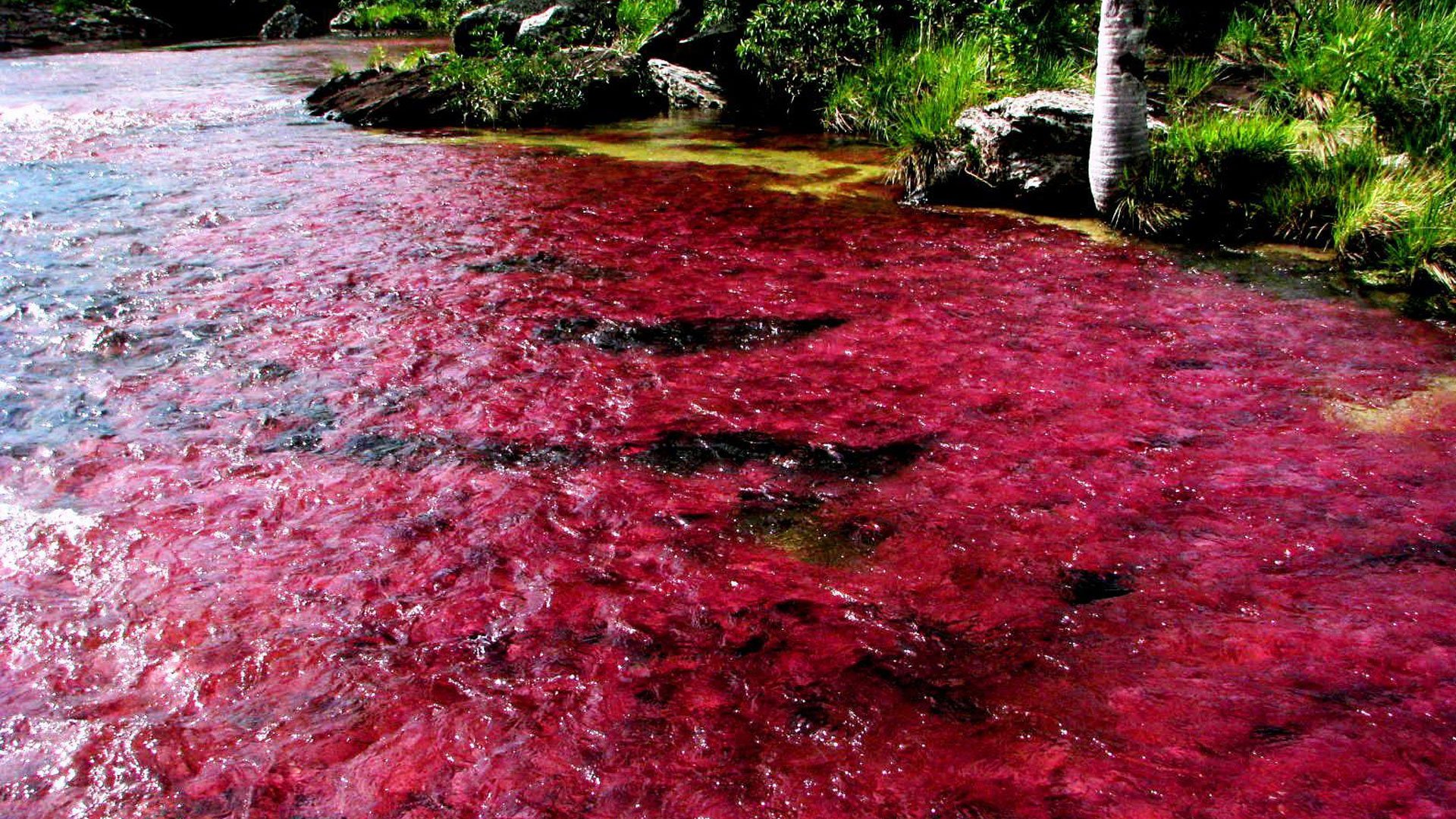 Кровавые водоросли. Река Каньо Кристалес. Река Каньо-Кристалес Колумбия. 706 Каньо Кристалес. Кристальная река Колумбия.