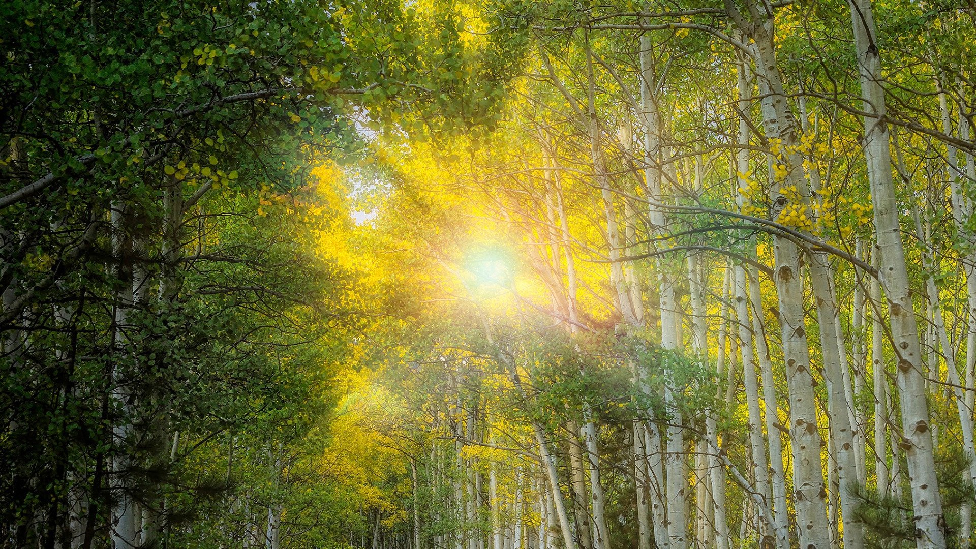 Гори солнце ярче лето будет. Природа солнце. Березовая роща солнце. "Солнце в лесу".