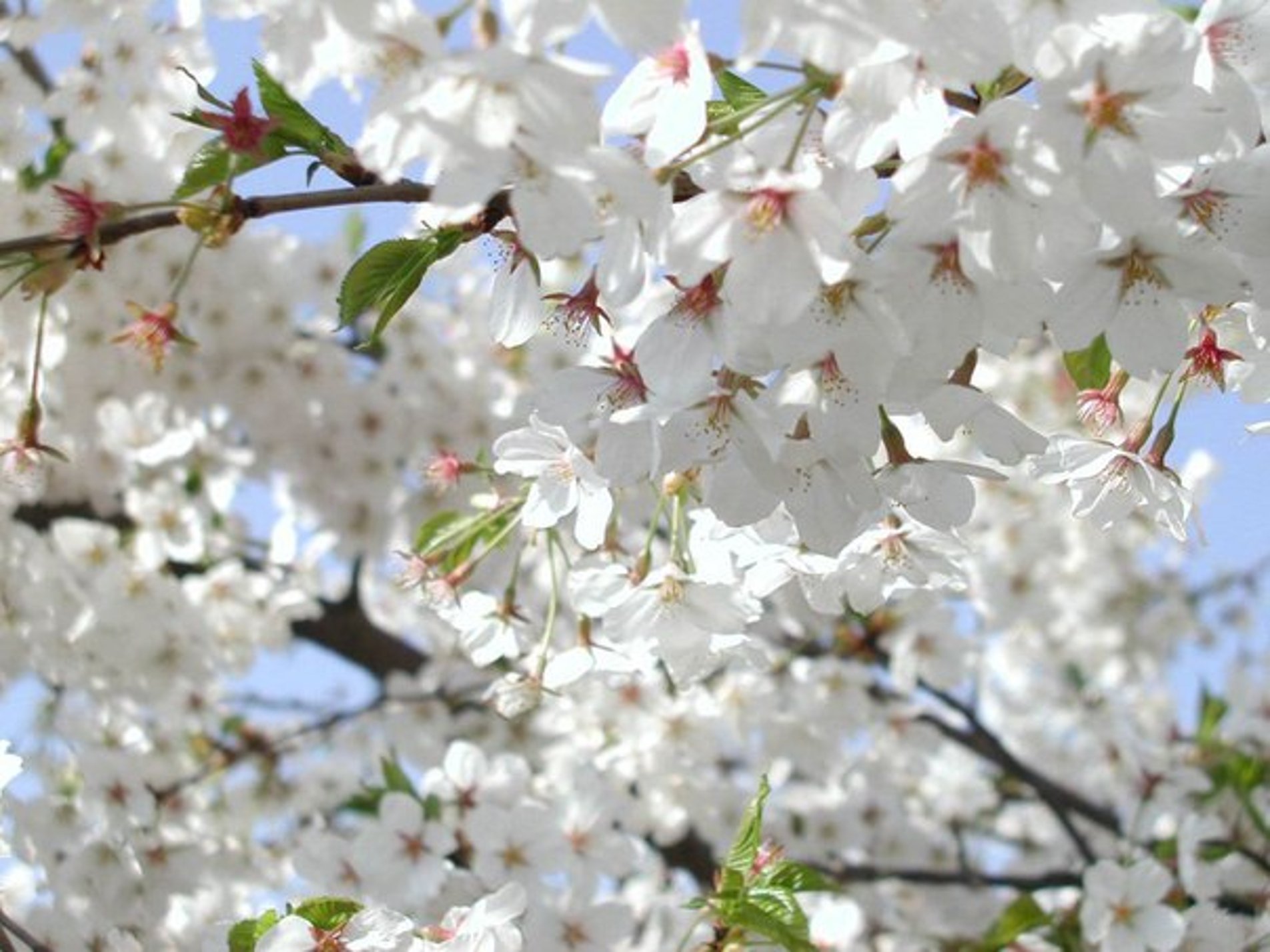 Яблоня май. Яблоня Сибирская цветение. Цветущая вишня. Яблони в цвету. Цветущие майские деревья.