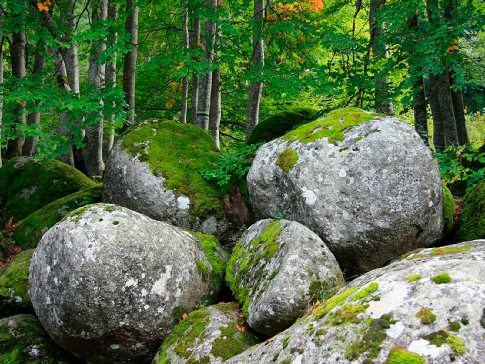 Гиб камень. Валун «Гомсин камень». Валун в лесу. Камень в лесу. Каменное дерево.