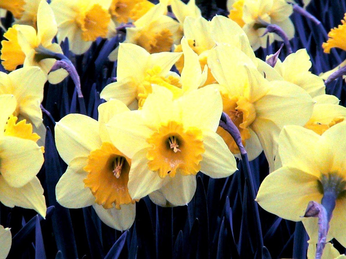 Каких цветов бывают нарциссы. Нарцисс цветок. Orangery Нарцисс. Нарцисс растение желтый. Ханакотоба желтый Нарцисс.