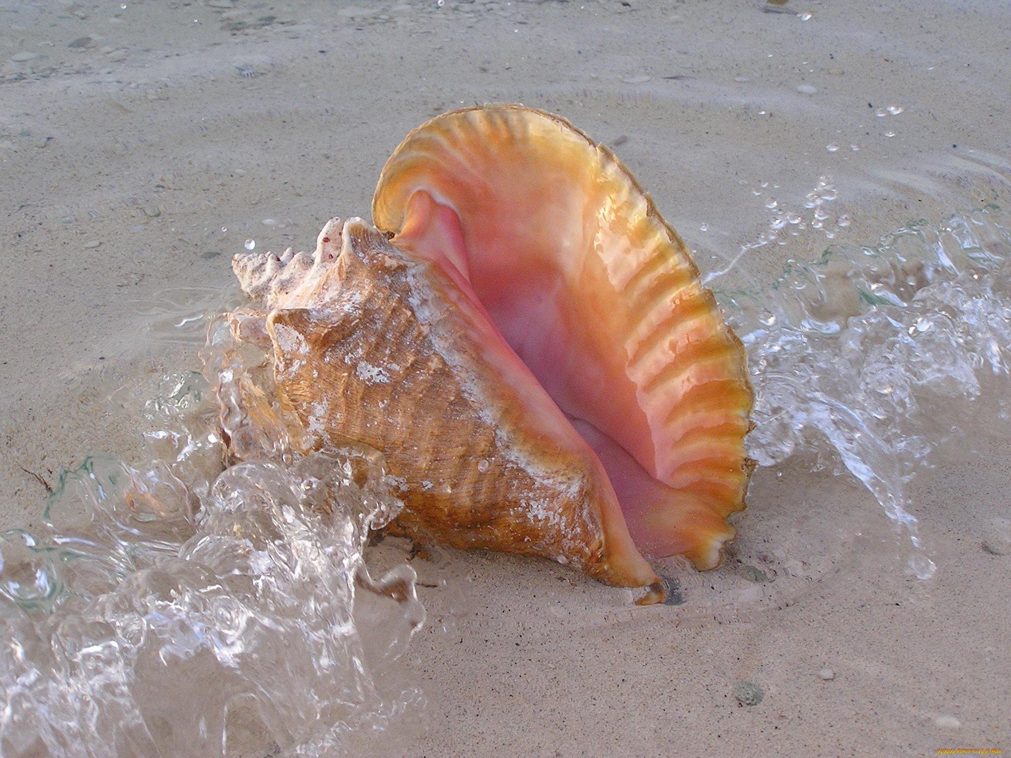 Моллюски черного моря. Моллюск рапана Азовское море. Тигровый Рапан. Океанская-рапана. Раковины моллюсков черного моря.