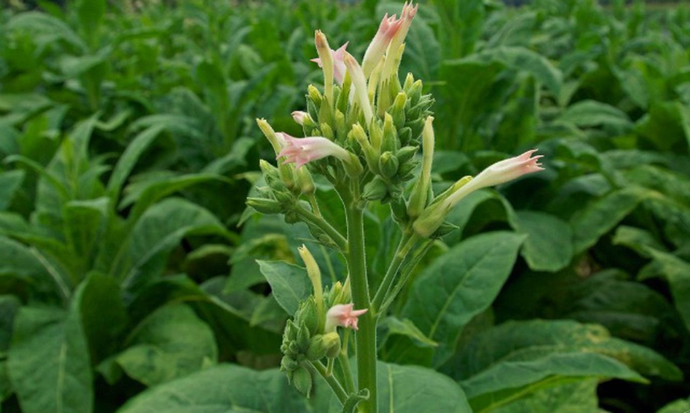 Никотин пасленовые. Табак махорка (Nicotiana Rustica l.). Растения Nicotiana. Никотиана табакум. Табак Лесной (Nicotiana Sylvestris).