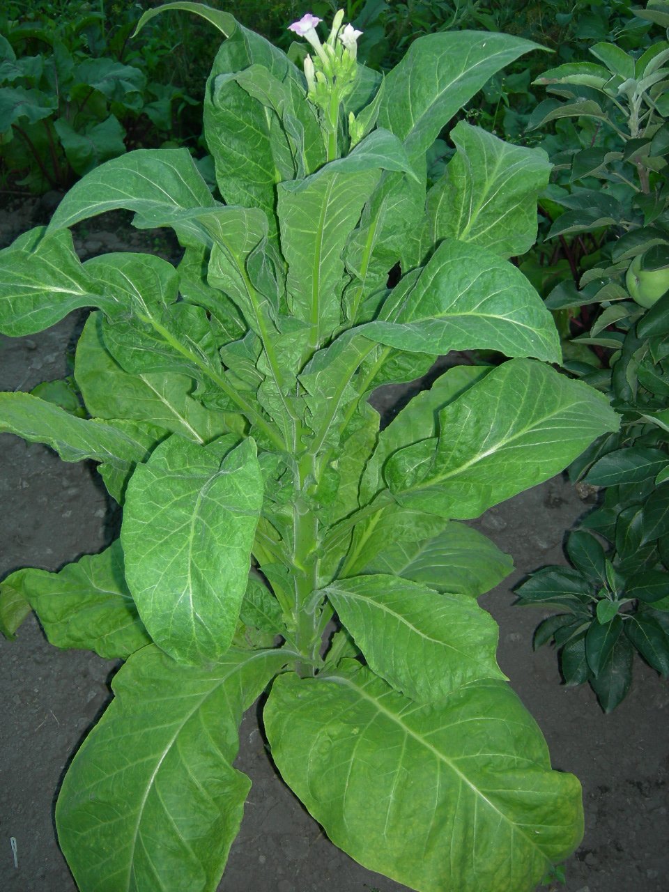 Растение Nicotiana tabacum