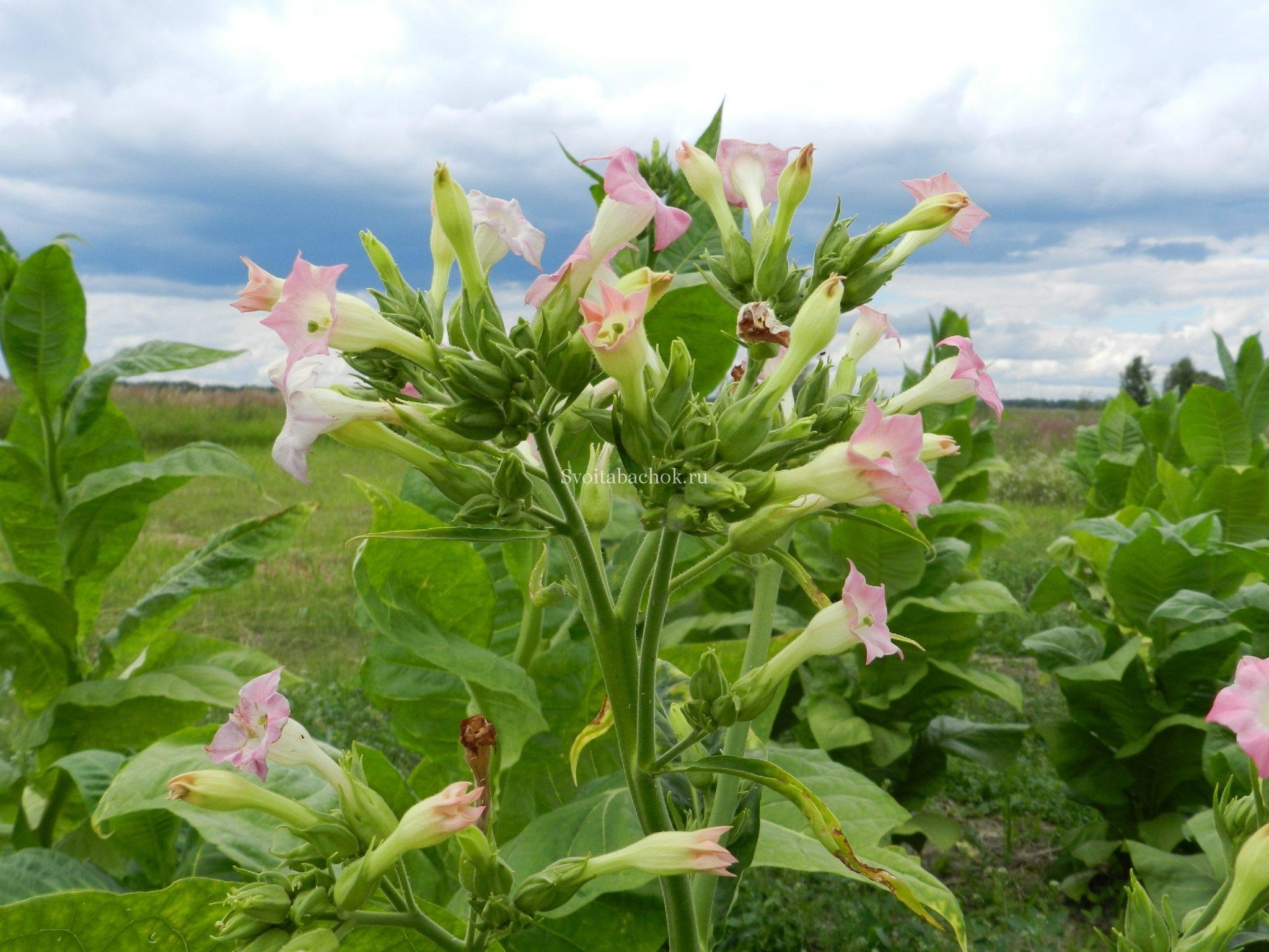 Растение Nicotiana tabacum