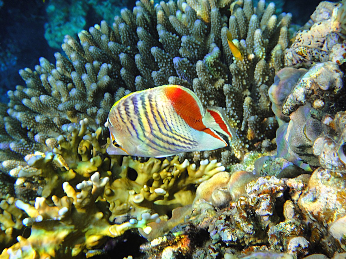 Моллюски коралловых рифов красное море