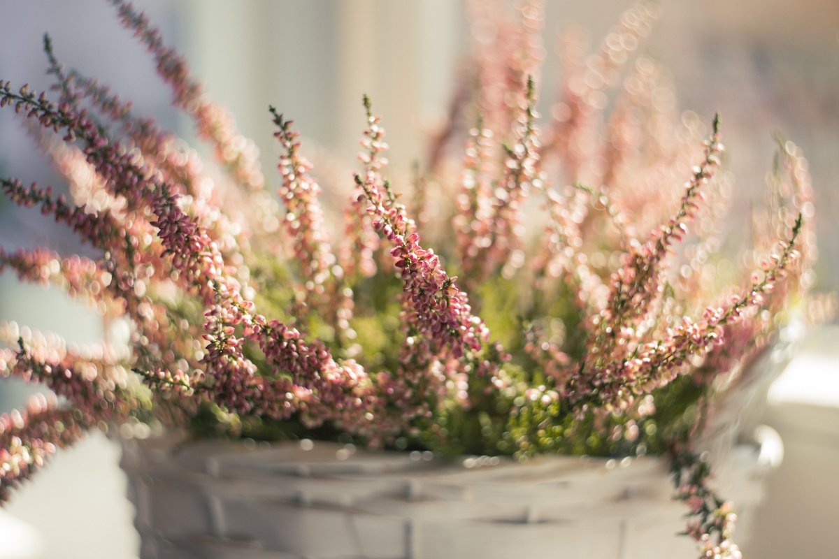 Calluna vulgaris Mary Lu