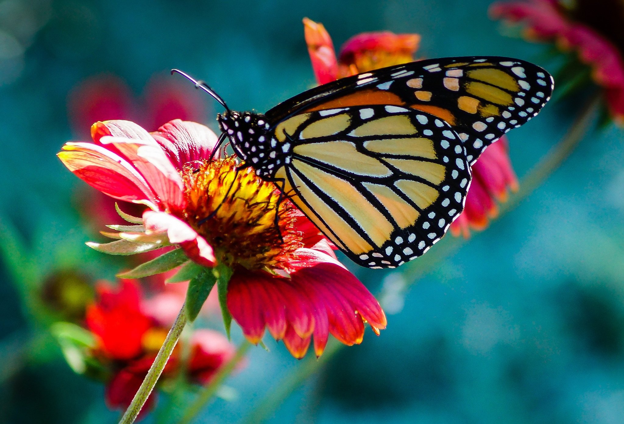 Красивые бабочки на цветах. Бабочки в цветах. Бабочка на цветке. Яркие бабочки. Красивые бабочки.