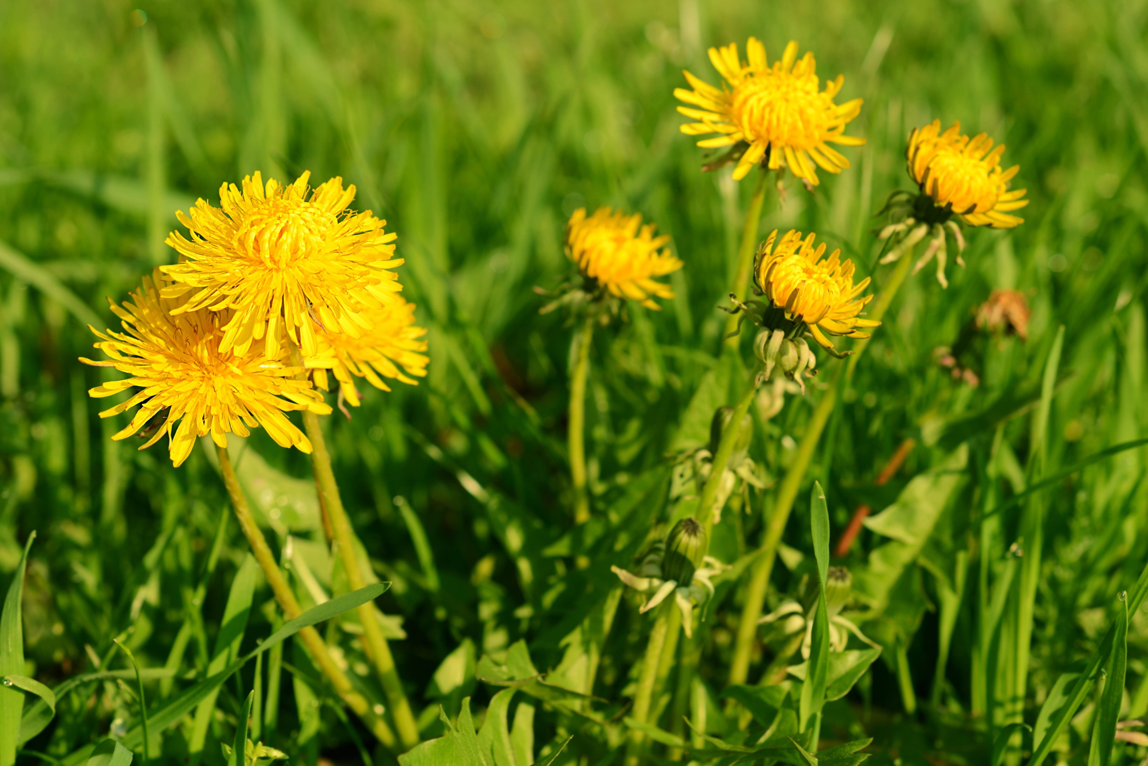 Путь одуванчика. Одуванчик сорное растение. Кульбаба листья. Taraxacum officinale лист. Одуванчик узколистный.