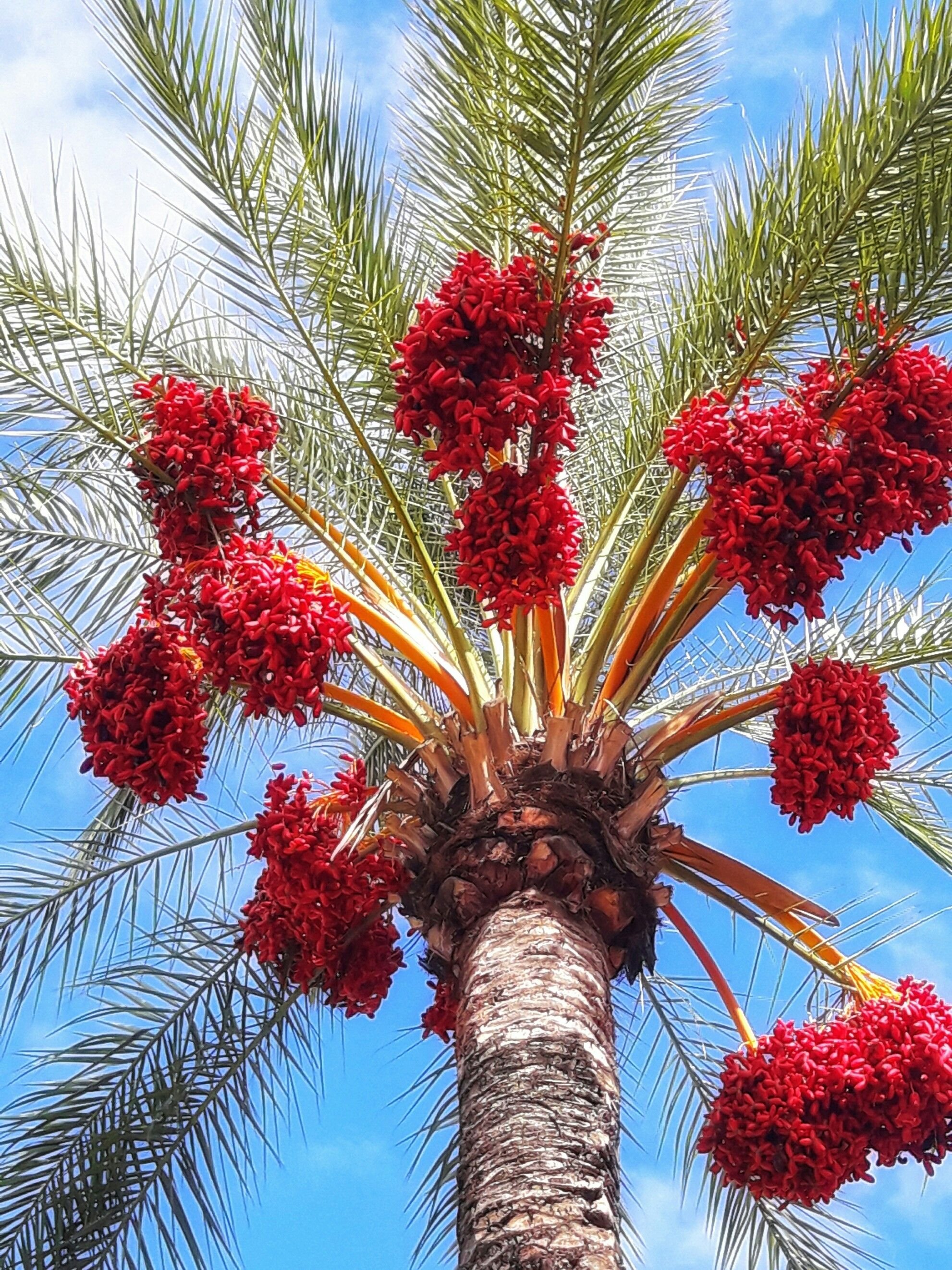 Цветение финиковой пальмы (62 фото)