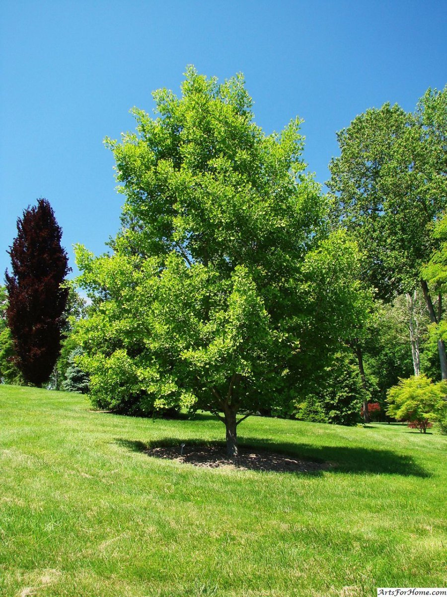 Уникальное дерево гинкго билоба (ginkgo biloba)