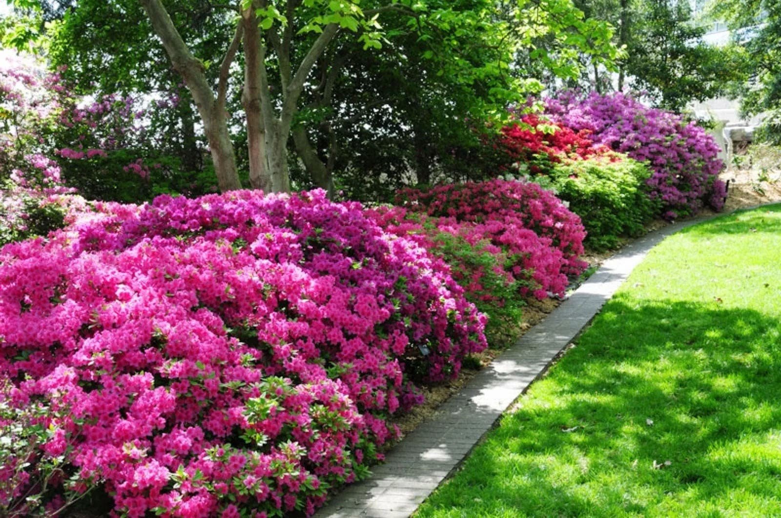 Красивые кустарники цветущие фото названия