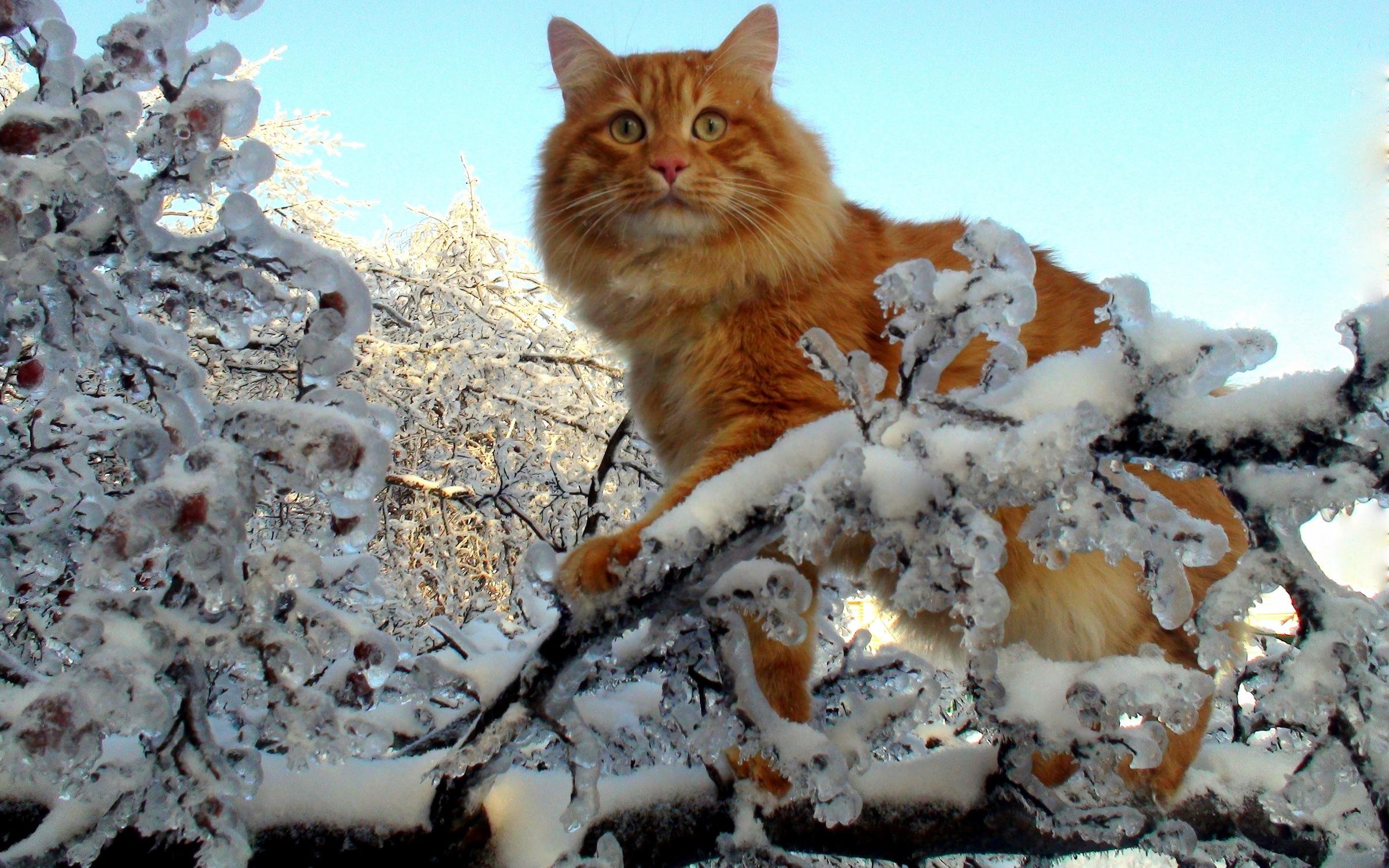 День кошек февраль. Кот зима. Коты зимой. Кот в снегу. Рыжая кошка в снегу.