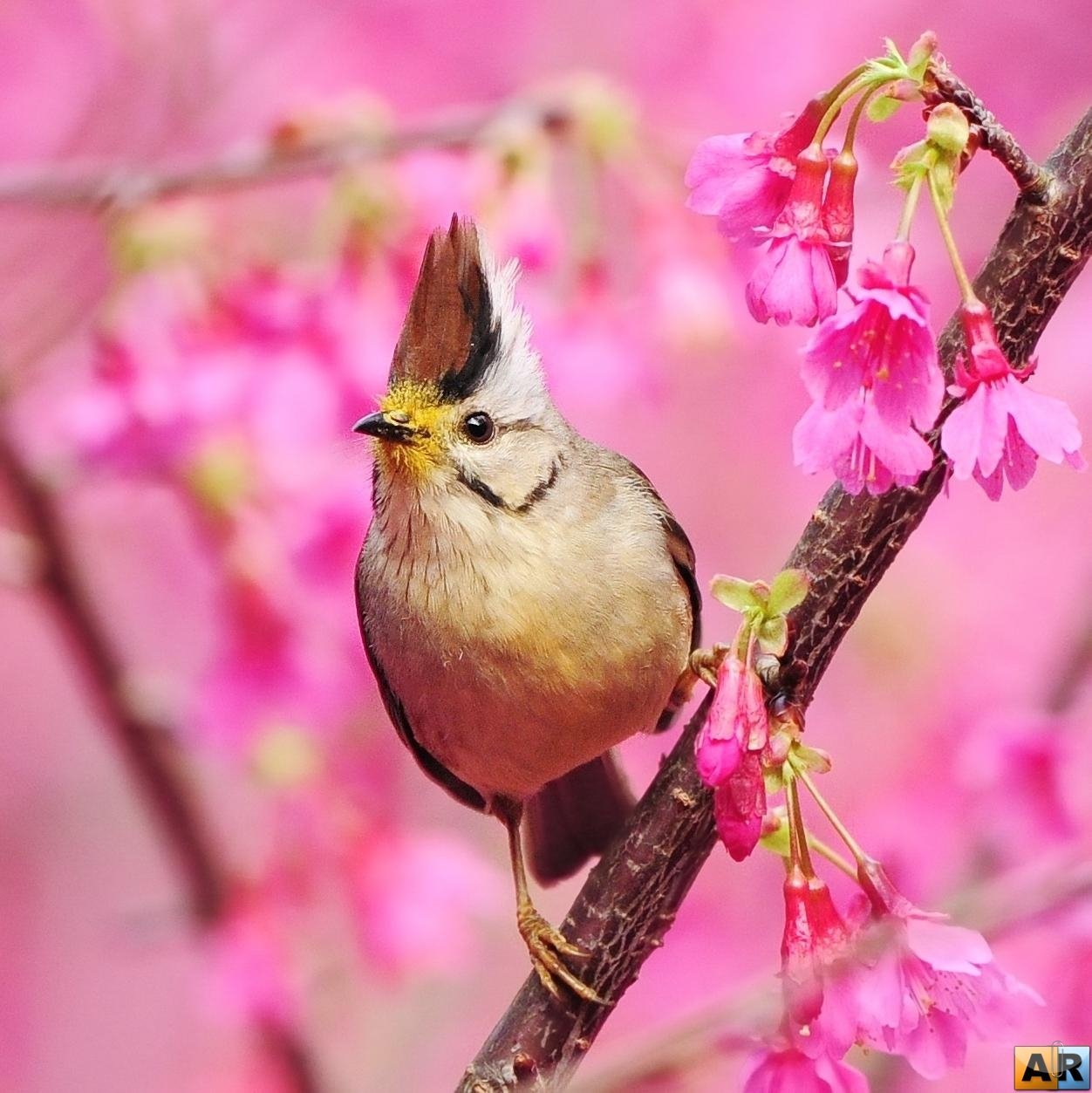 Красивое название весны. Японская белоглазка угуйсу. Весенние птички. Птицы весной.