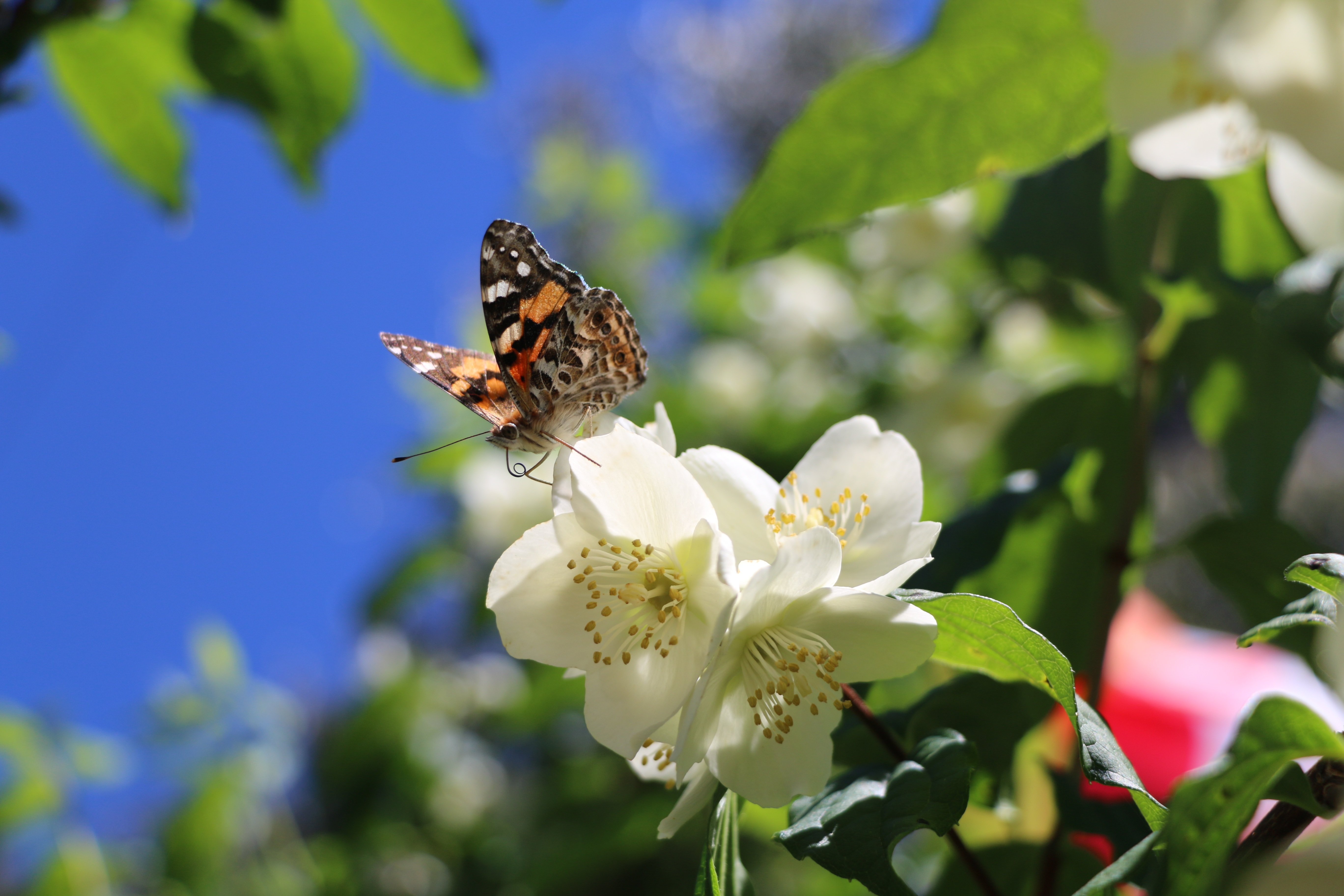Первая бабочка весной фото. Бабочка на цветке. Весенние бабочки. Насекомые весной.