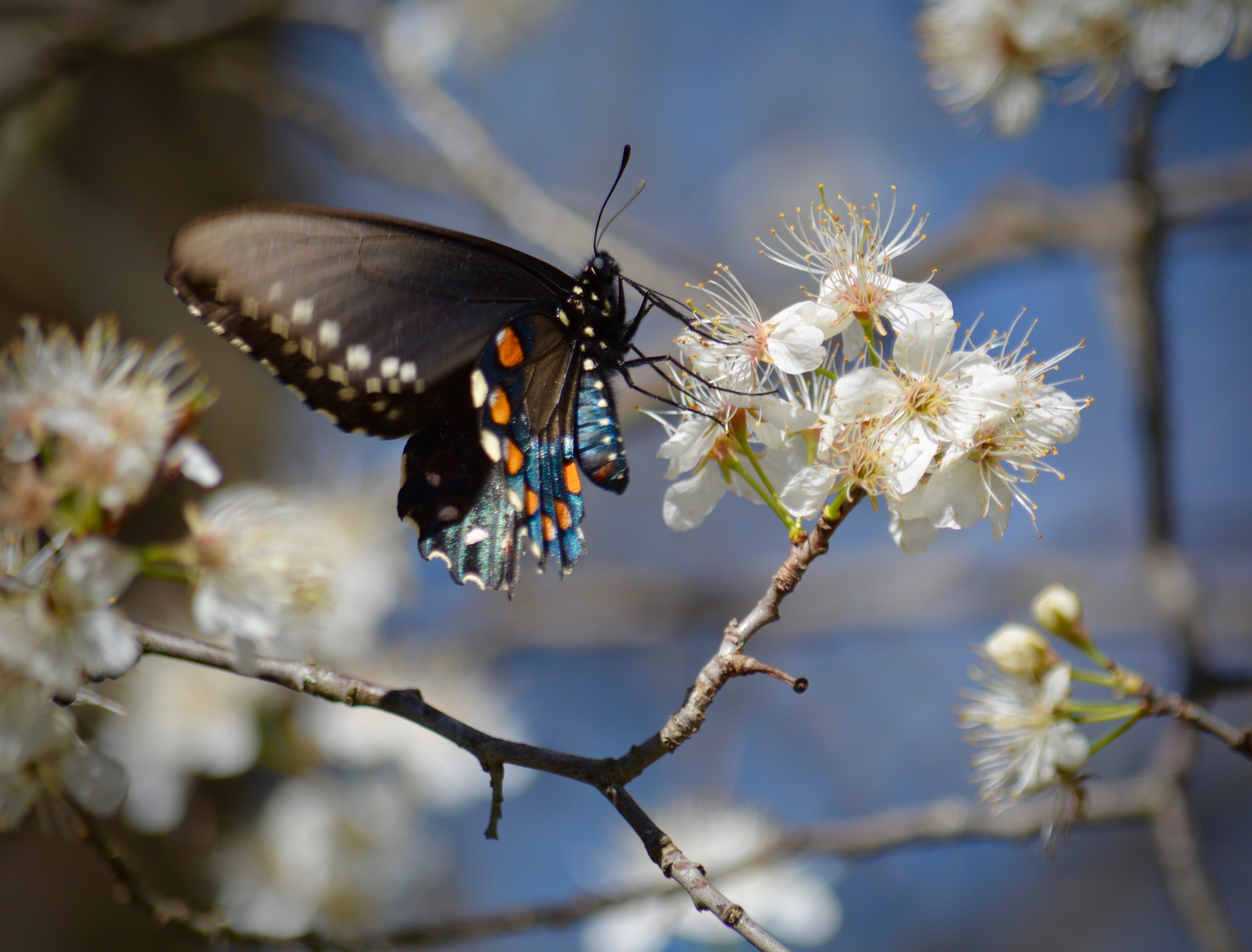 Первая бабочка весной фото. Весенние бабочки. Насекомые весной. Птицы и насекомые весной.