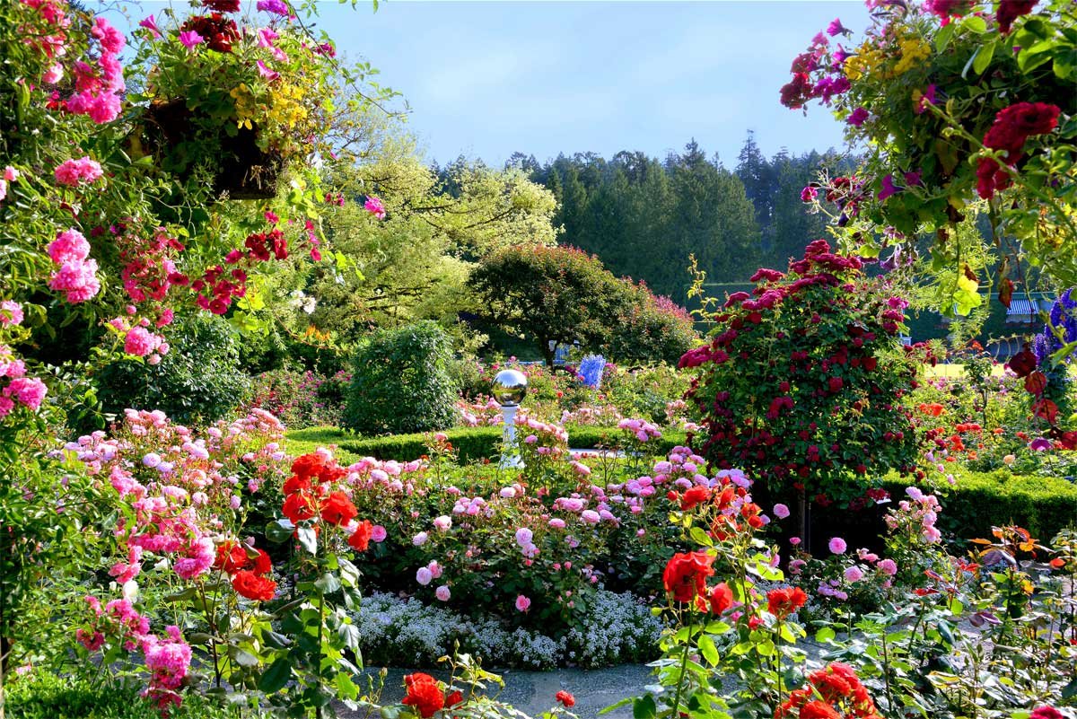 Какие розы цветут всю лета. Butchart Gardens, Канада розарий. Сады Бутчартов в Канаде розарий. Розовый сад Бутчартов Канада. Сад Бутчартов в Канаде розовый сад.