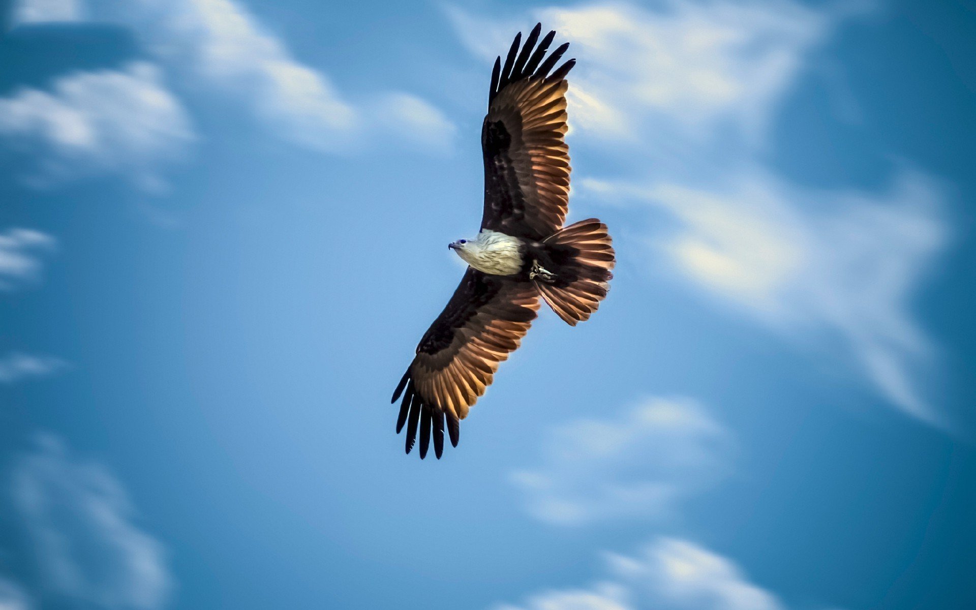 Картинки красивые орел в небе (64 фото) » Картинки и статусы про окружающий мир вокруг