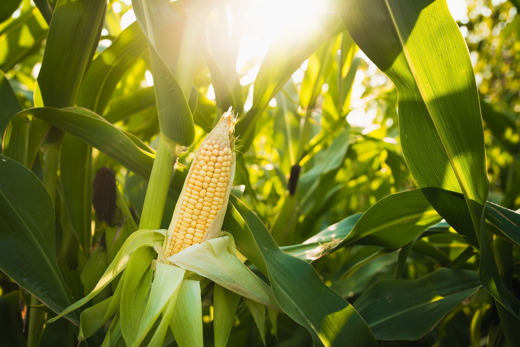 Corn. Кукуруза сахарная растение. Кукуруза растение початок. Кукуруза в початках кормовая. Кукуруза Полевая.