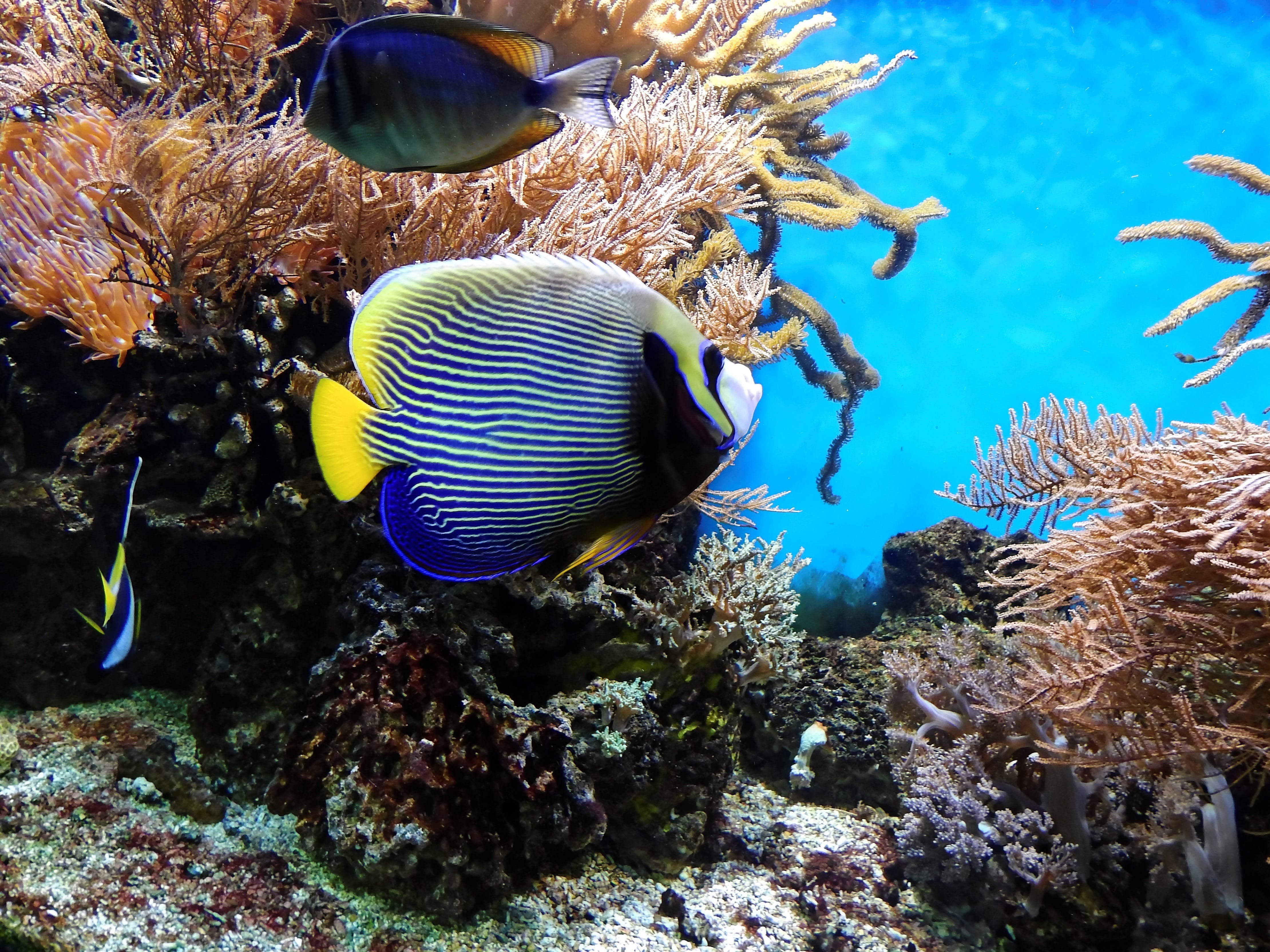 Большие красивые рыбы. Рифовые рыбки красного моря. Обитатели коралловых рифов красного моря. Большой Барьерный риф Австралия. Рыба бабочка рифовая.