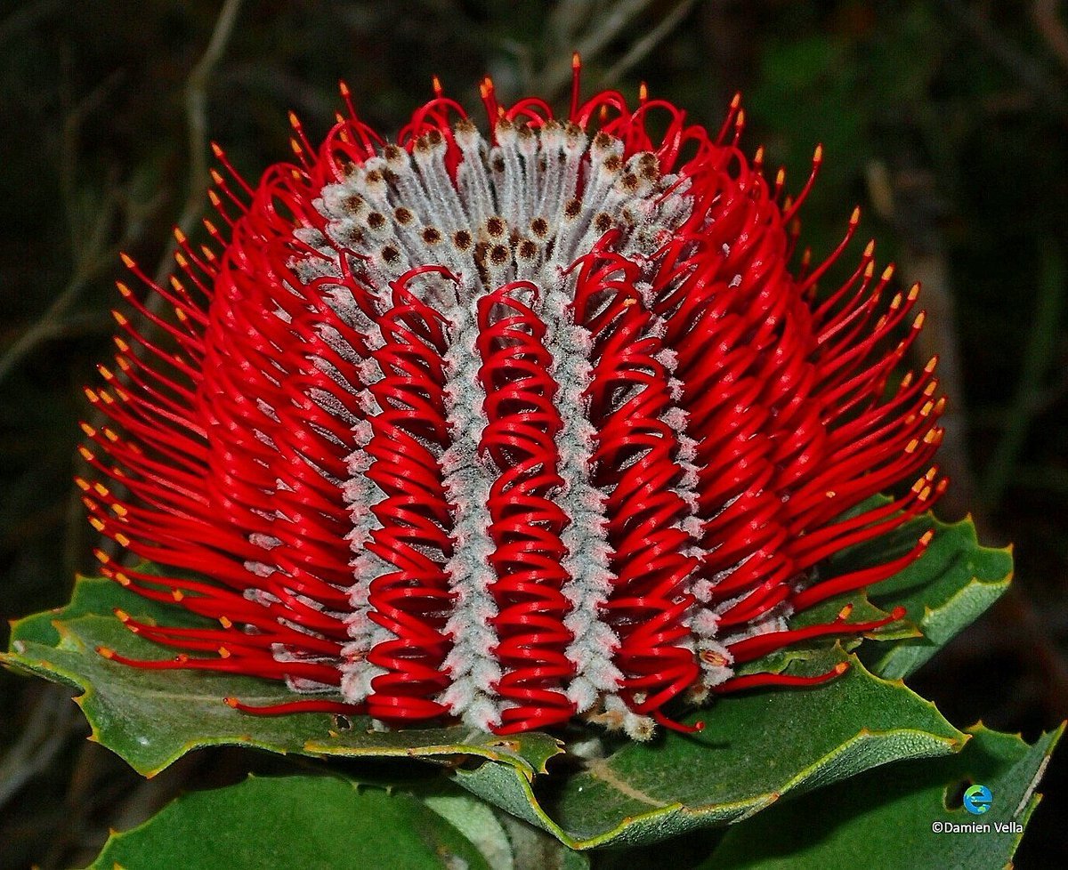 цветы австралии красивые