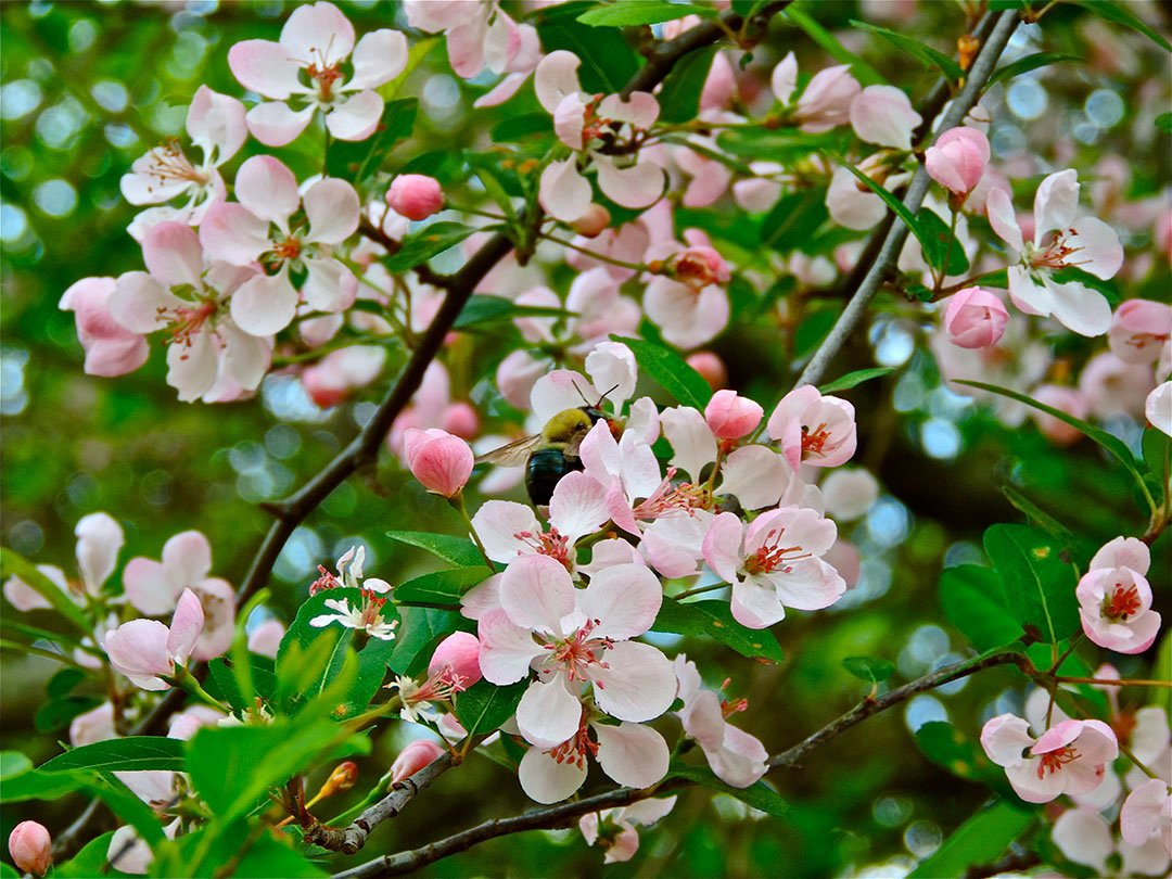 Весеннее цветение плодовых деревьев