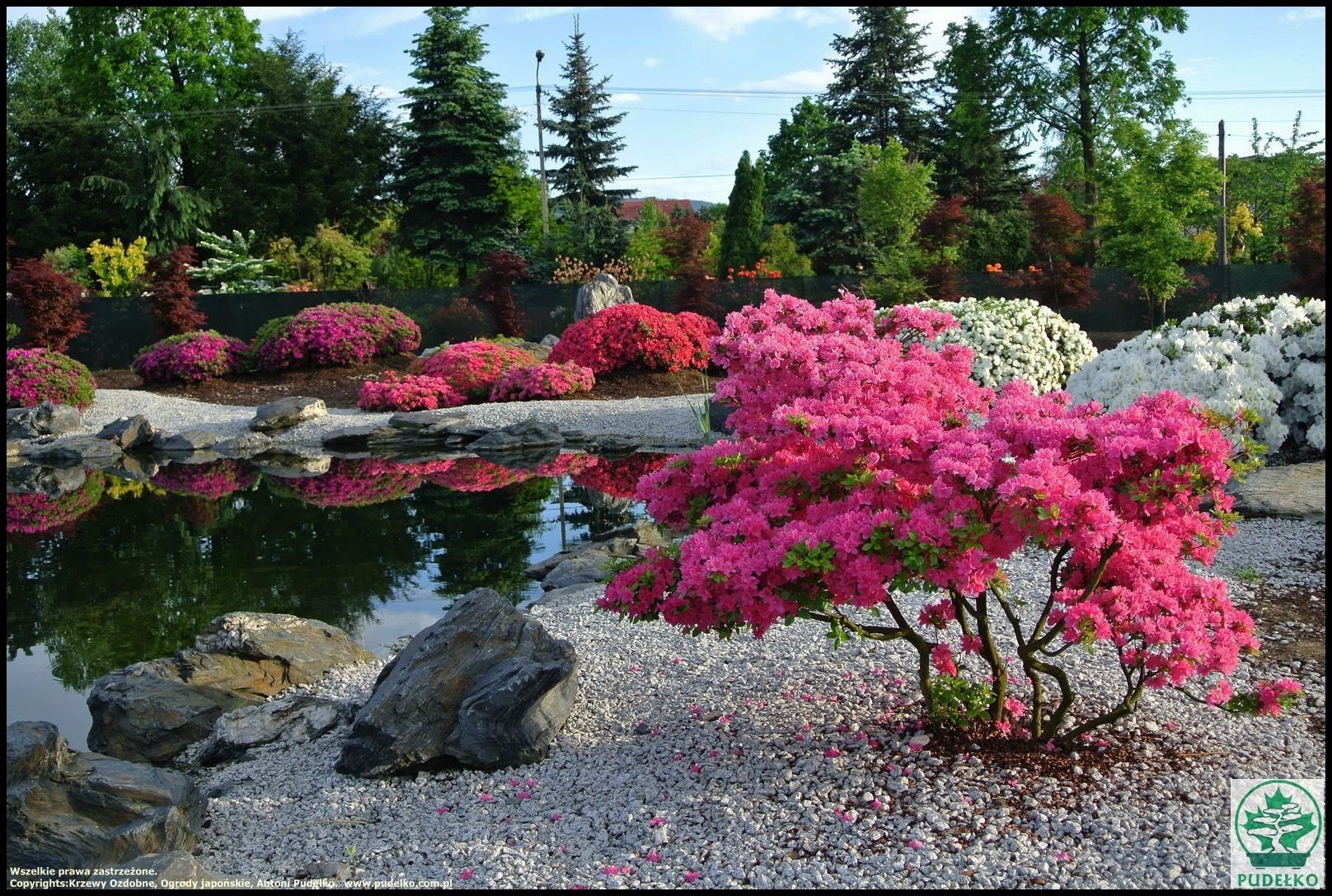 Цветущие кустарники для сада фото и названия. Рододендрон садовый кустарник. Рододендрон и Барбарис. Декоративные кустарники рододендрон.