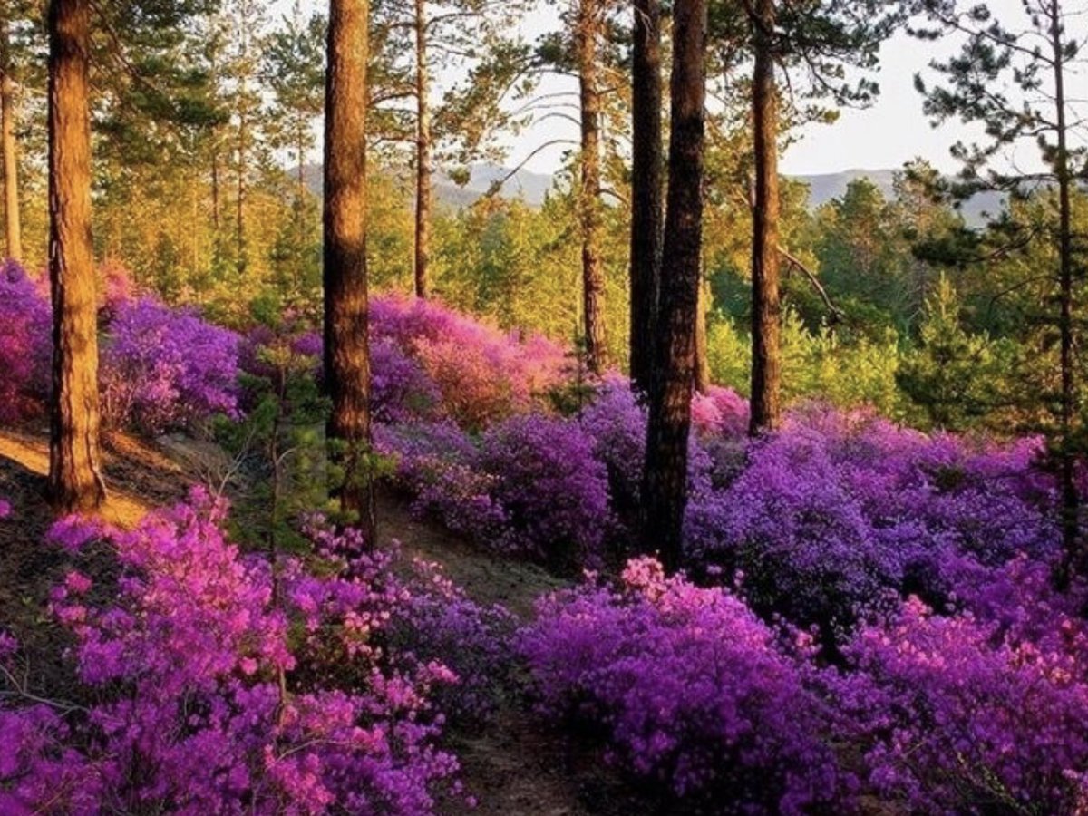 Забайкалье багульник фото