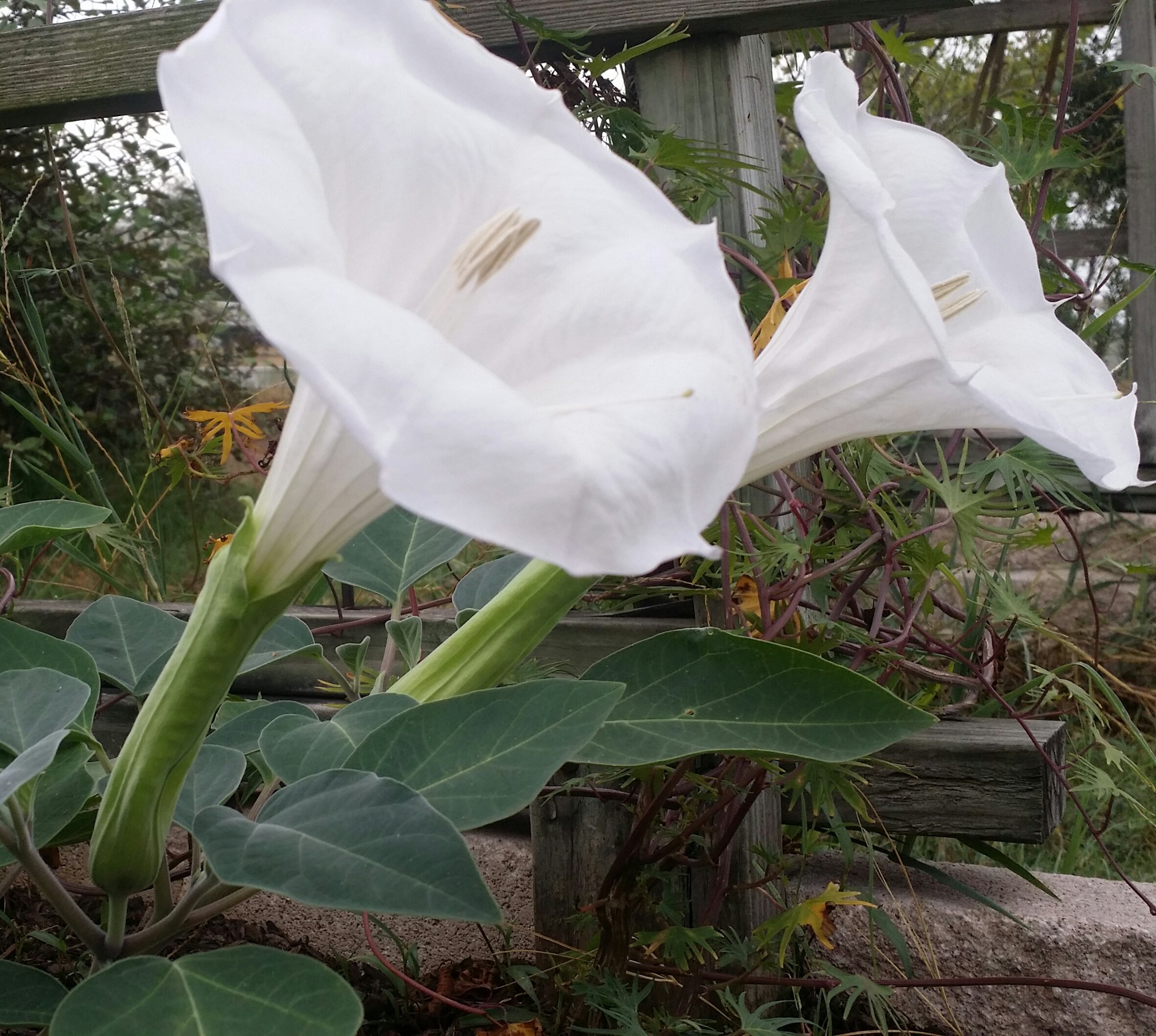 Moon flowers. Луноцвет Датура белая. Ипомея giant White Moonflower. Лиана Луноцвет. Moonflower цветок.