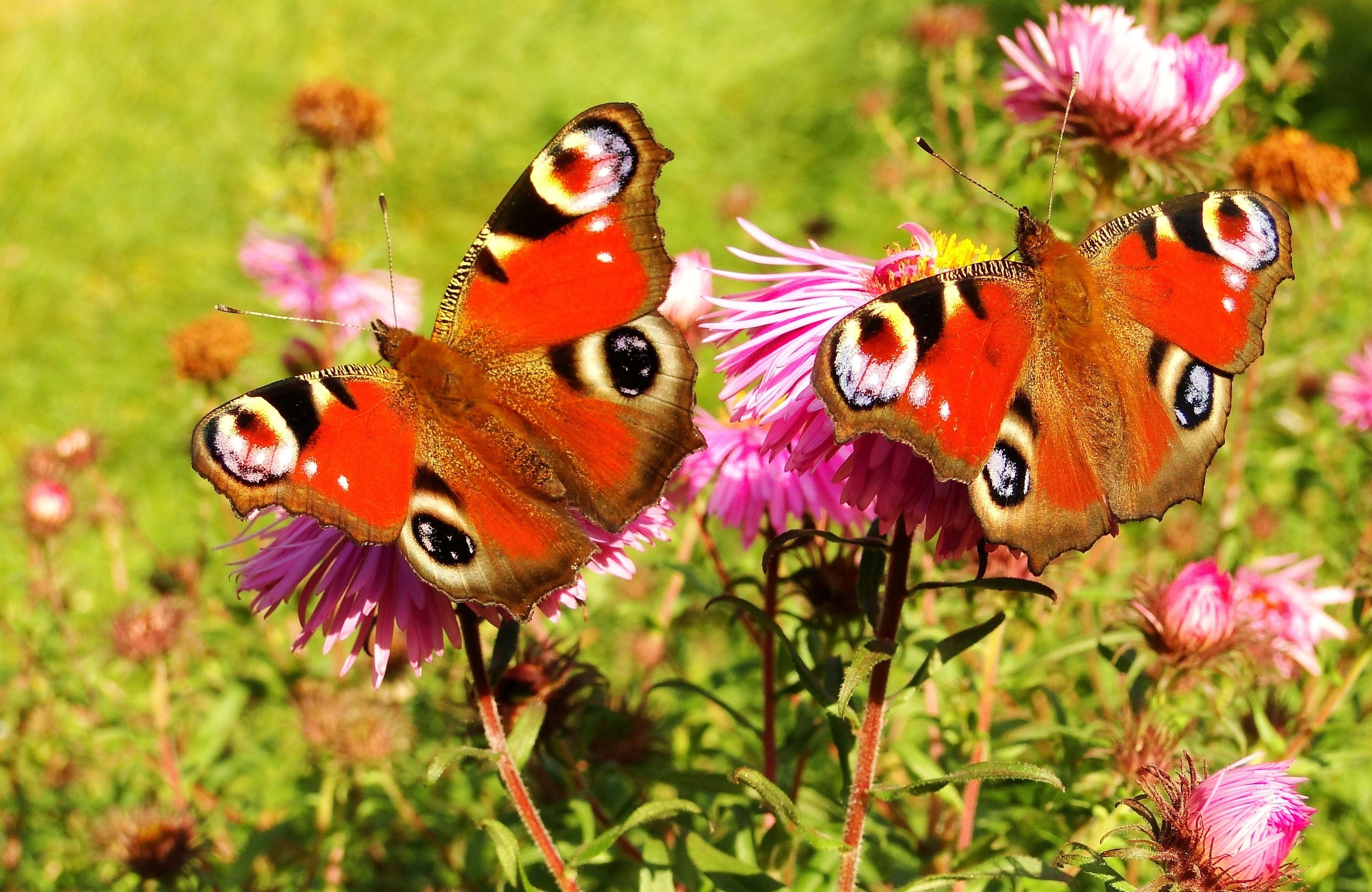 Насекомые и различные животные. Красивые бабочки. Бабочки разнообразие цветов. Бабочки в природе. Лето бабочки.
