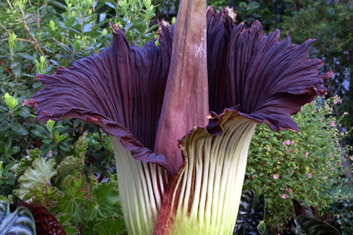 Какой запах самый пахучий по книге рекордов. Аморфофаллус титанический. Трупный цветок (Amorphophallus Titanium). Титан Арум цветок. Аморфофаллус – «цветочный гигант».