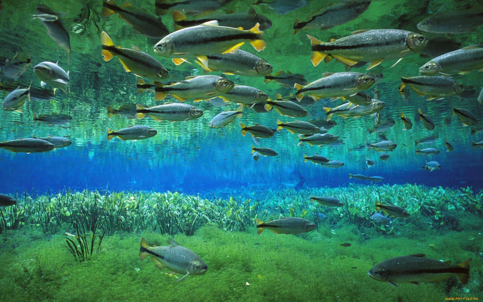 Лесное озеро рыба. Рыбы под водой. Подводный мир реки. Стая рыб в озере. Стая рыб под водой.