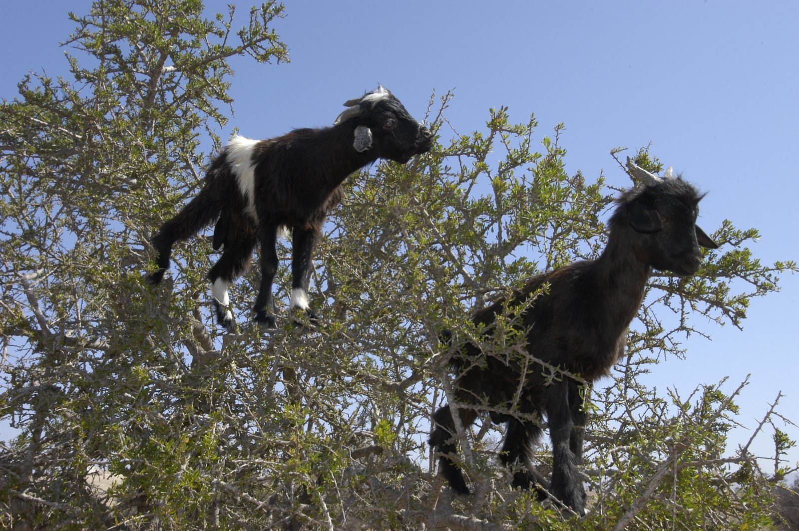 Козочка на небе 7 букв. Козы в Марокко пасутся на деревьях. Марокко древолазные козы. Козы на деревьях в Марокко. Козлы на деревьях в Марокко.