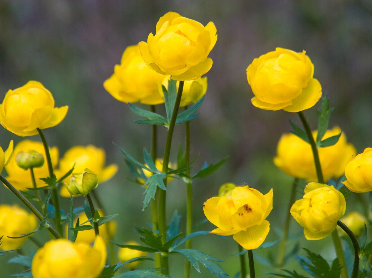 Работы италмас. Купальница Италмас. Купальница европейская (Trollius europaeus). Купальница джунгарская. Италмас купальница европейская.