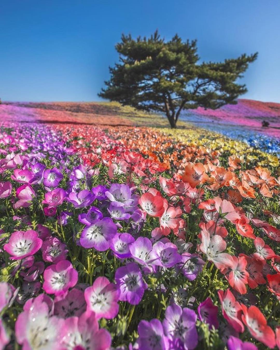 Окружающий мир красота растений. Космея парк Хитачи. Цветочное поле. Цветущие поля. Море цветов.