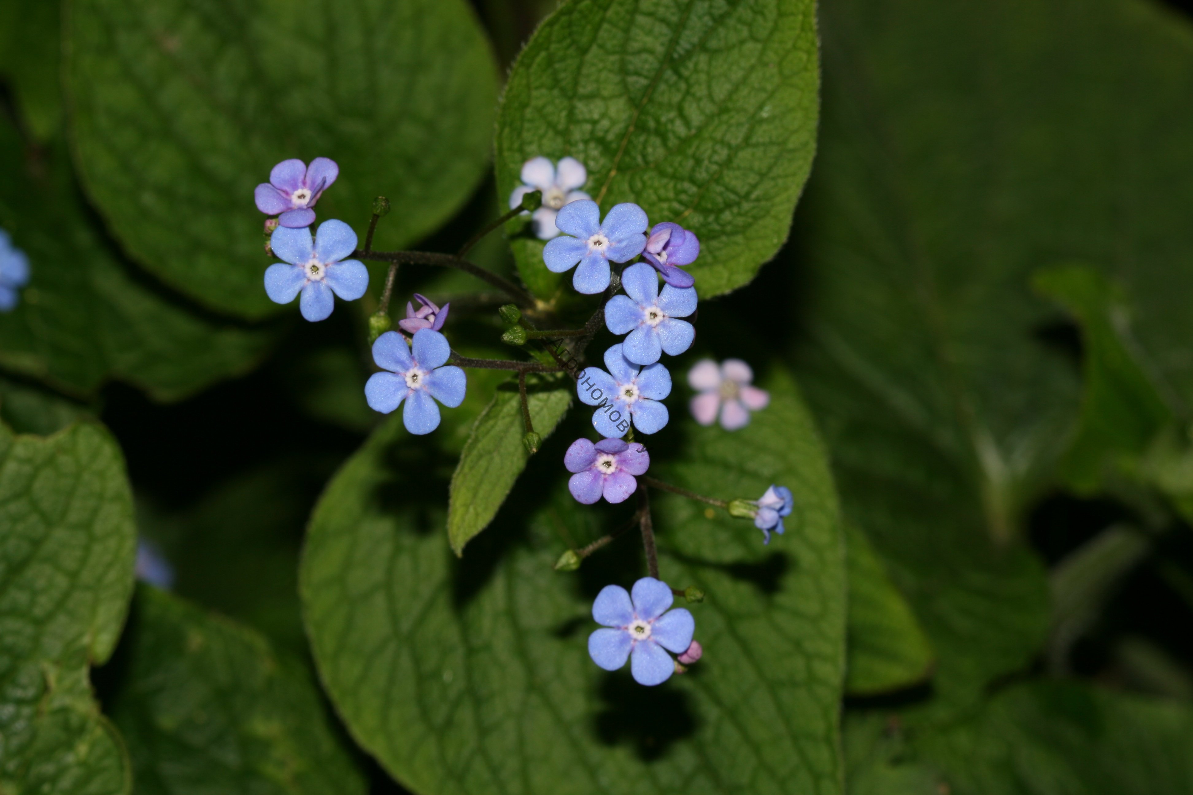 Бруннера Сибирская Brunnera sibirica