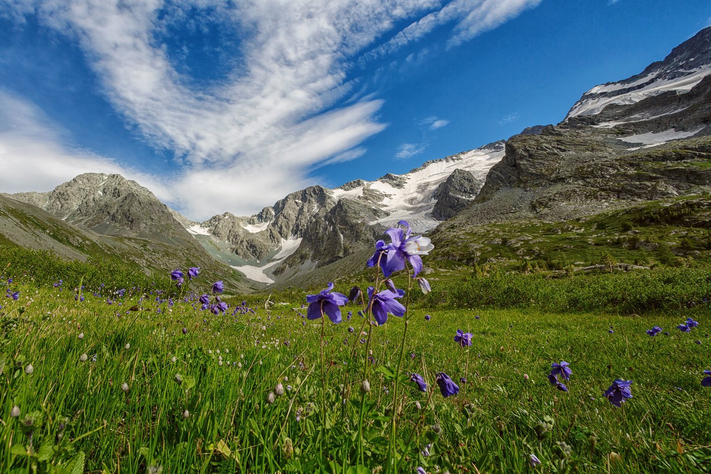 Растения альпийских лугов горного Алтая