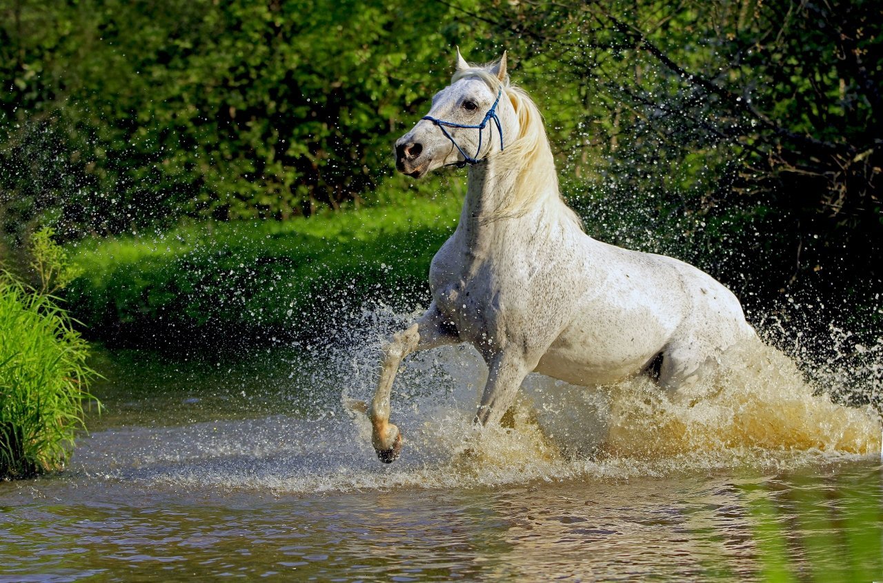 Лошадка на 7. Красивые лошади. Белая лошадь. Лошади на природе. Лошадь бежит.