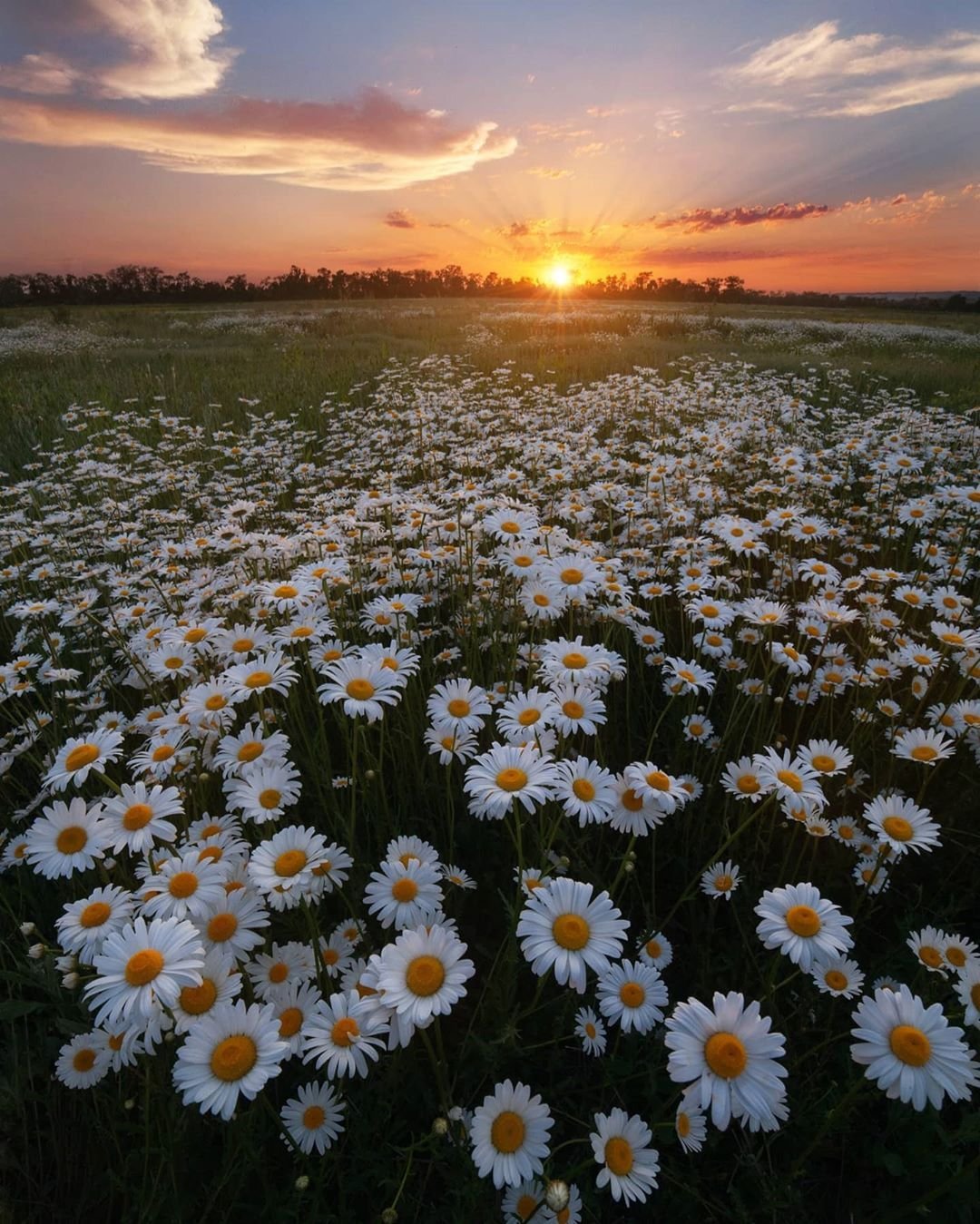 Фото на поле ромашки